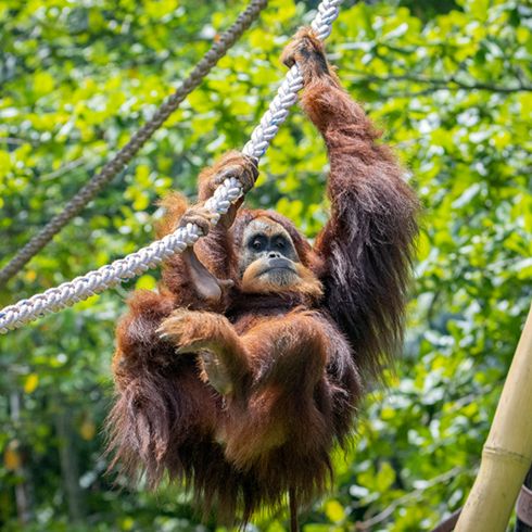 Orangutan De Knong im Orangutan Haven